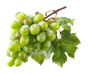 Harvesting green grapes vineyard food fresh environment view