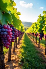 Sun-Dappled Grapes Hanging Heavy on Vine, Picturesque Vineyard Ready for Harvest.  A beautiful autumnal scene evoking the promise of winemaking and the bounty of the harvest.