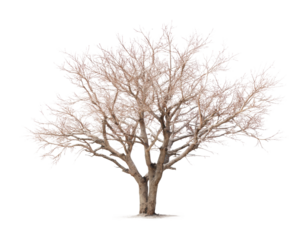 Barren tree silhouette nature minimalist