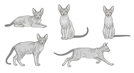 Lykoi cat in various poses and actions for concept of cats in different poses  