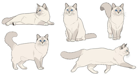 Turkish Van cats in different poses showcasing playful expressions  