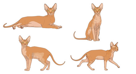 Peterbald cat in different poses, playful and curious on white background  