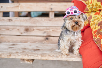 Yorkshire Terrier dog on hand in pink hat and glasses against the background of a green warm summer...