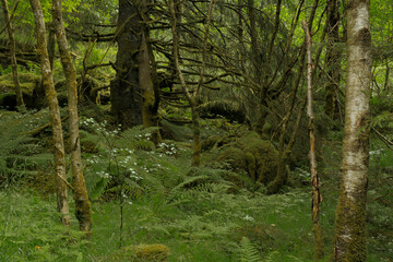 Fototapeta premium lush green forest in Bergen Norway with ferns and moss, 노르웨이 베르겐의 푸르고 울창한 숲과 양치식물 이끼 풍경