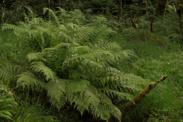 lush green forest in Bergen Norway with ferns and moss, 노르웨이 베르겐의 푸르고...