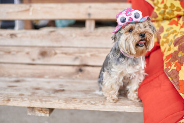 Yorkshire Terrier dog on hand in pink hat and glasses against the background of a green warm summer...