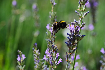 bright purple lavender flower closeup in street garden. soft blurred background. scientific name Lavandula. herbs and fragrances concept. colorful spring garden