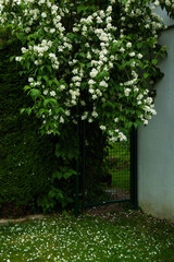Blooming jasmine with fallen petals on the ground in summer in July in the corner of garden