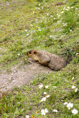 marmot in the grass
