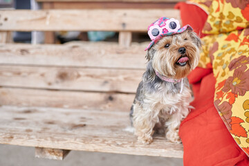 Yorkshire Terrier dog on hand in pink hat and glasses against the background of a green warm summer...