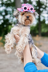 Yorkshire Terrier dog on hand in pink hat and glasses against the background of a green warm summer forest
