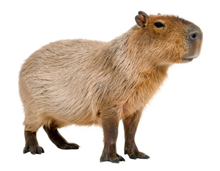 Fototapeta premium A magnificent capybara, the world's largest rodent, stands calmly, showcasing its unique features and gentle nature.