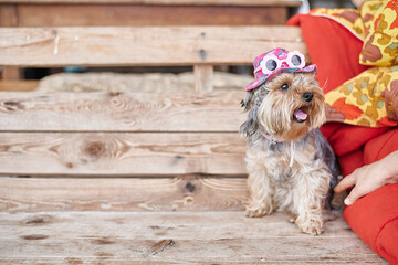 Yorkshire Terrier dog on hand in pink hat and glasses against the background of a green warm summer...