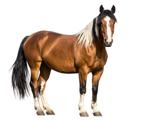A majestic brown horse with a striking white and black mane stands poised, embodying grace and power.