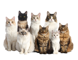 A captivating gathering of nine diverse domestic cats, each displaying unique beauty and charming feline grace.