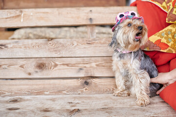 Yorkshire Terrier dog on hand in pink hat and glasses against the background of a green warm summer...