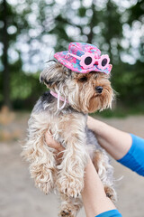 Yorkshire Terrier dog on hand in pink hat and glasses against the background of a green warm summer forest
