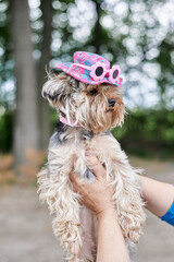 Dog Yorkie in a pink hat and glasses against the background of a green forest summer heat heat