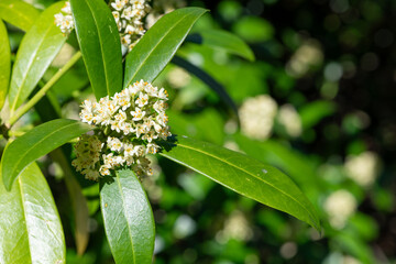 Obraz premium Kew green skimmia confusa flowers in bloom