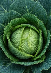 Closeup View of a Fresh Green Cabbage