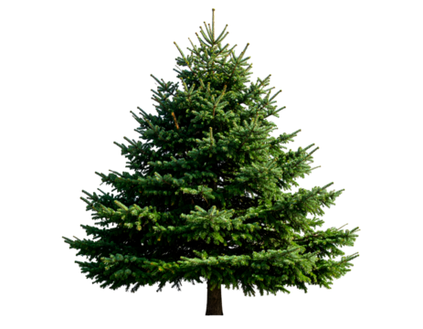 A magnificent spruce tree with rich green foliage and a classic conical silhouette stands majestically.
