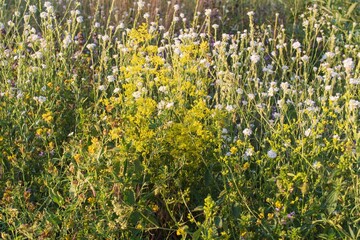 Wild summer meadow with yellow and white blooming flowers in warm evening light