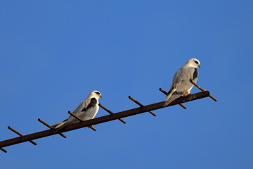 black-shouldered kite