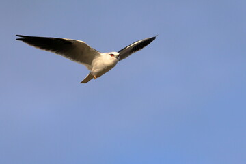 black-shouldered kite