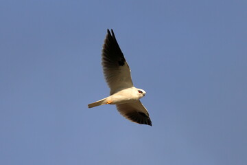 black-shouldered kite