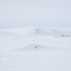 Vast Expansive Tundra Landscape in Midwinter With Endless White Snow