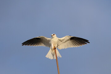 black-shouldered kite