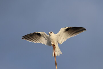 black-shouldered kite