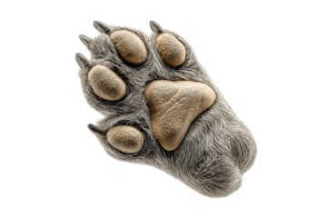 PNG Close-up of a canine paw featuring fur texture and pads on a black background