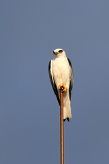black-shouldered kite