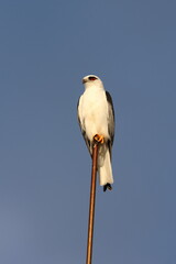 black-shouldered kite