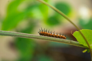 mini caterpillar 