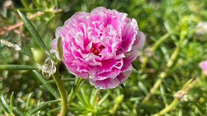 pink and white flowers