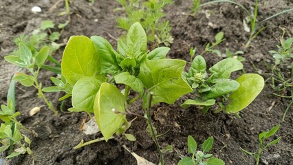 Gardening in Poland, spring season. Growing vegetables: small leaves of spinach.