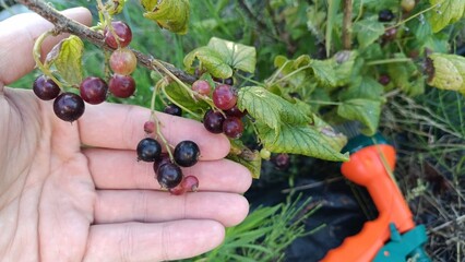 Gardening in Poland, spring season. Watering of young bush of blackcurrant.