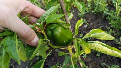 Gardening in Poland, spring season. Growing vegetables: small green pepper.