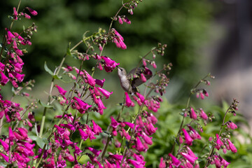 pink flowers in the garden with hummingbird 