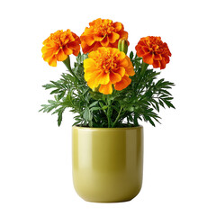 Vibrant Orange Marigold Flowers in Bright Olive Pot Displayed on White Background