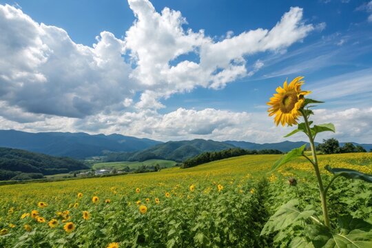 Vast sunflower field under a blue sky with fluffy white clouds and distant mountains. Vibrant sunflower in bloom amidst rolling green fields under a bright blue sky with fluffy clouds - Powered by Adobe