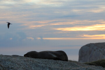 Fototapeta premium australian coast