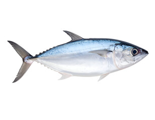 A vibrant, freshly caught tuna fish with shimmering scales showcases its sleek form.