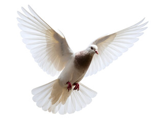 Fototapeta premium A magnificent pigeon with outstretched wings glides freely, embodying peace and grace in its flight.