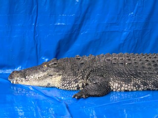 Large Crocodile Lying on a Bright Blue Tarp