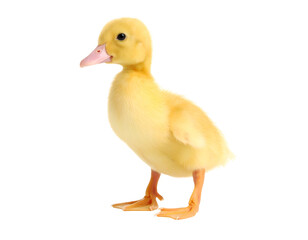 A charming young yellow duckling with soft down stands looking curiously to the side.