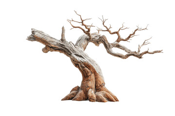 PNG Twisted ancient bonsai tree with bare branches on black background