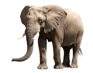 Obraz premium Powerful African elephant with wrinkled skin and impressive ivory tusks gazes forward.